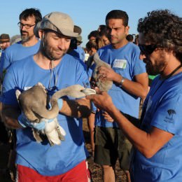 Anillamiento Flamencos Fuente de Piedra