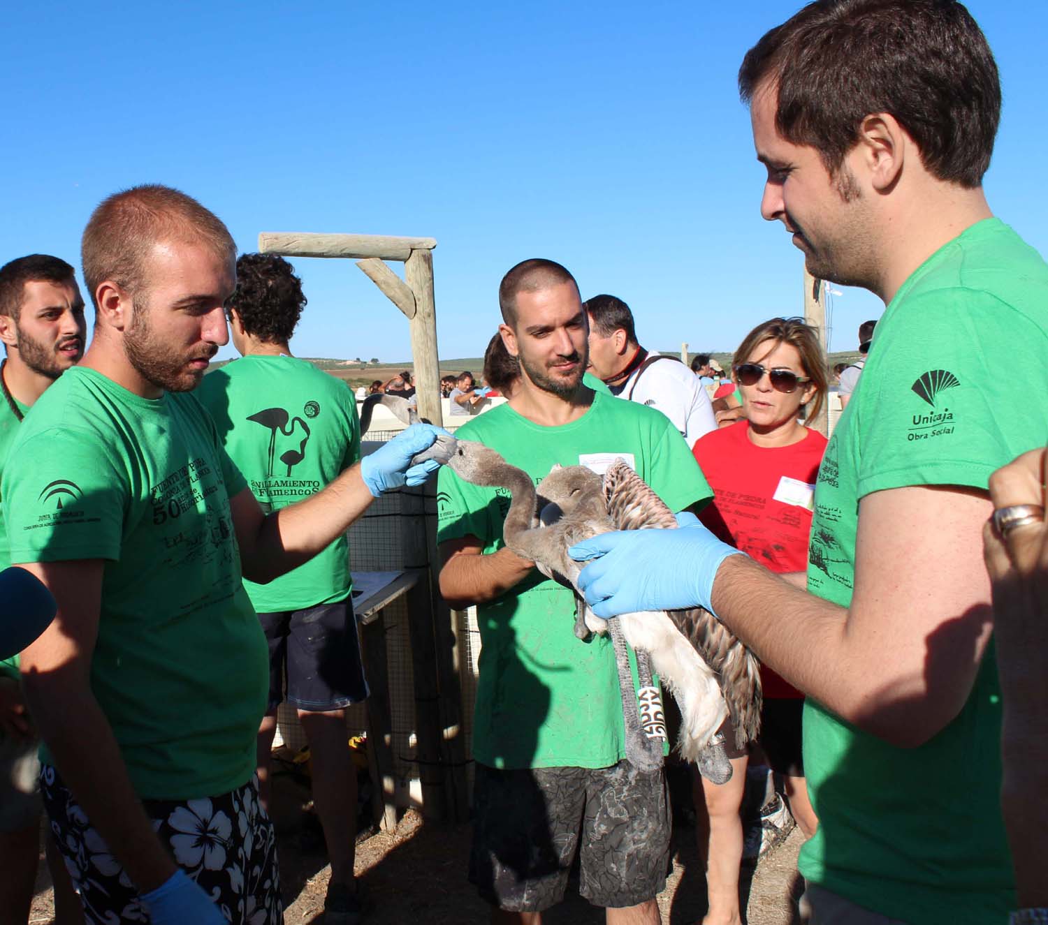 Anillamiento de en Laguna de Fuente de - Unicaja