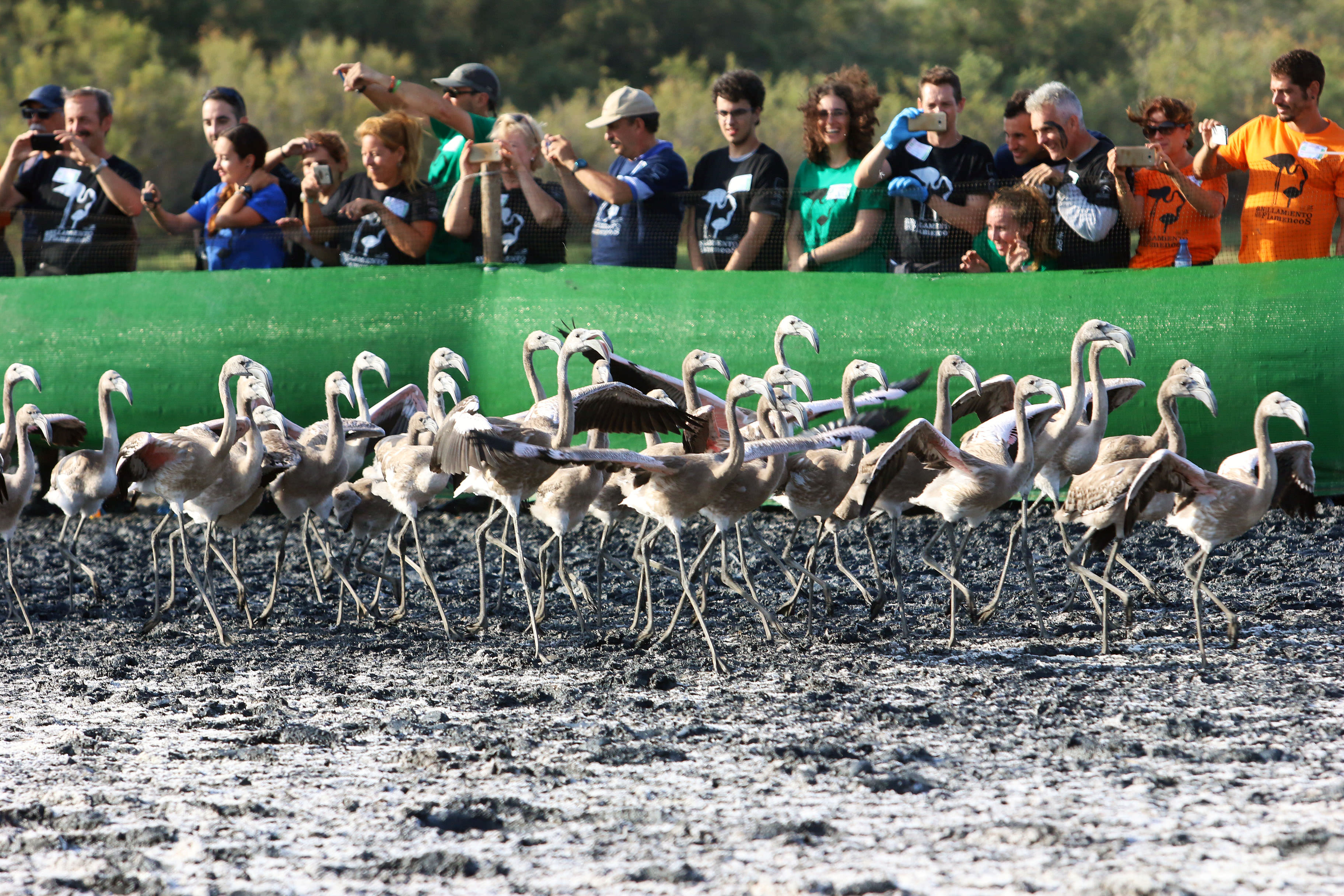Anillamiento de flamencos en la Laguna Piedra - Fundación
