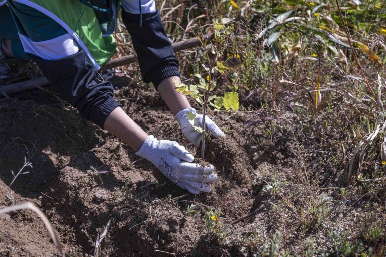 Plantacion arboles un niño un arbol - Unicaja 20 copia
