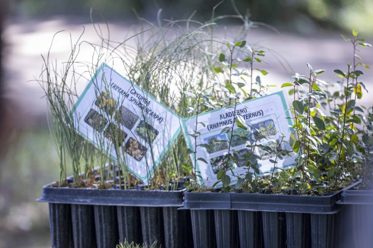 Plantacion arboles un niño un arbol - Unicaja 8 copia